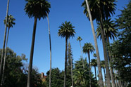 Beverly Hills palms