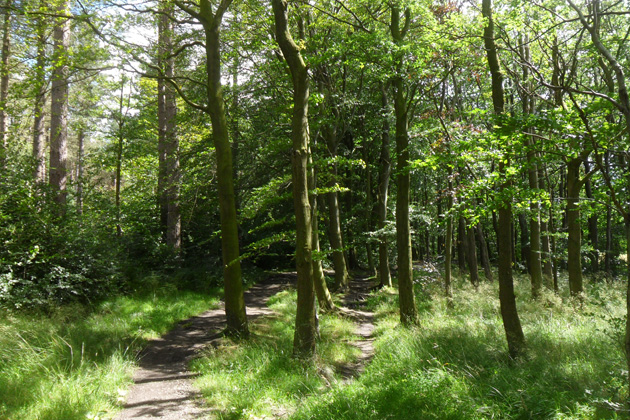 28 Years Later: The Bone Temple film location: Chopwell Woods, Odsal, Bradford, West Yorkshire