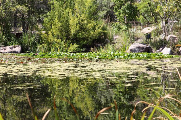Coyote Vs Acme film location: ABQ Biopark Botanic Garden, Albuquerque