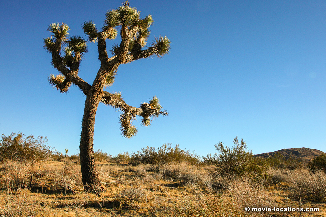 Joshua Tree in the Mojave Destert, California